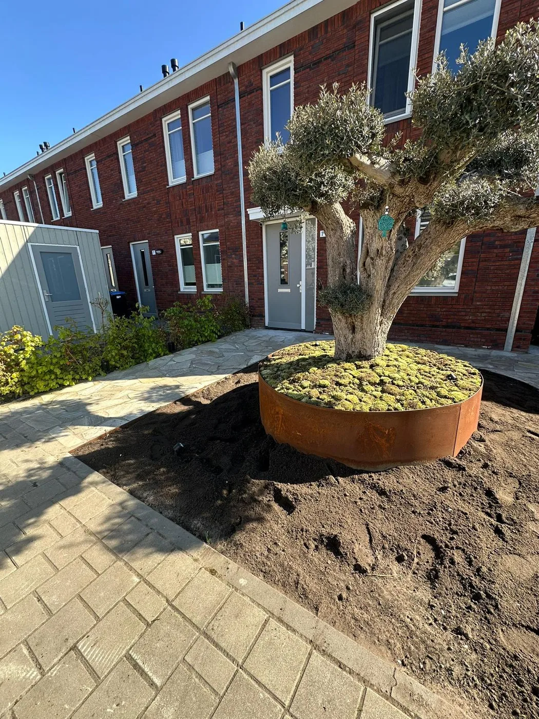 Voortuin met olijfboom in cortenstaal